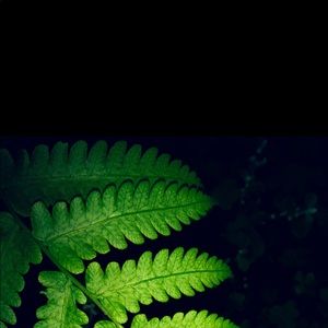 Meet your Posher, Pinal